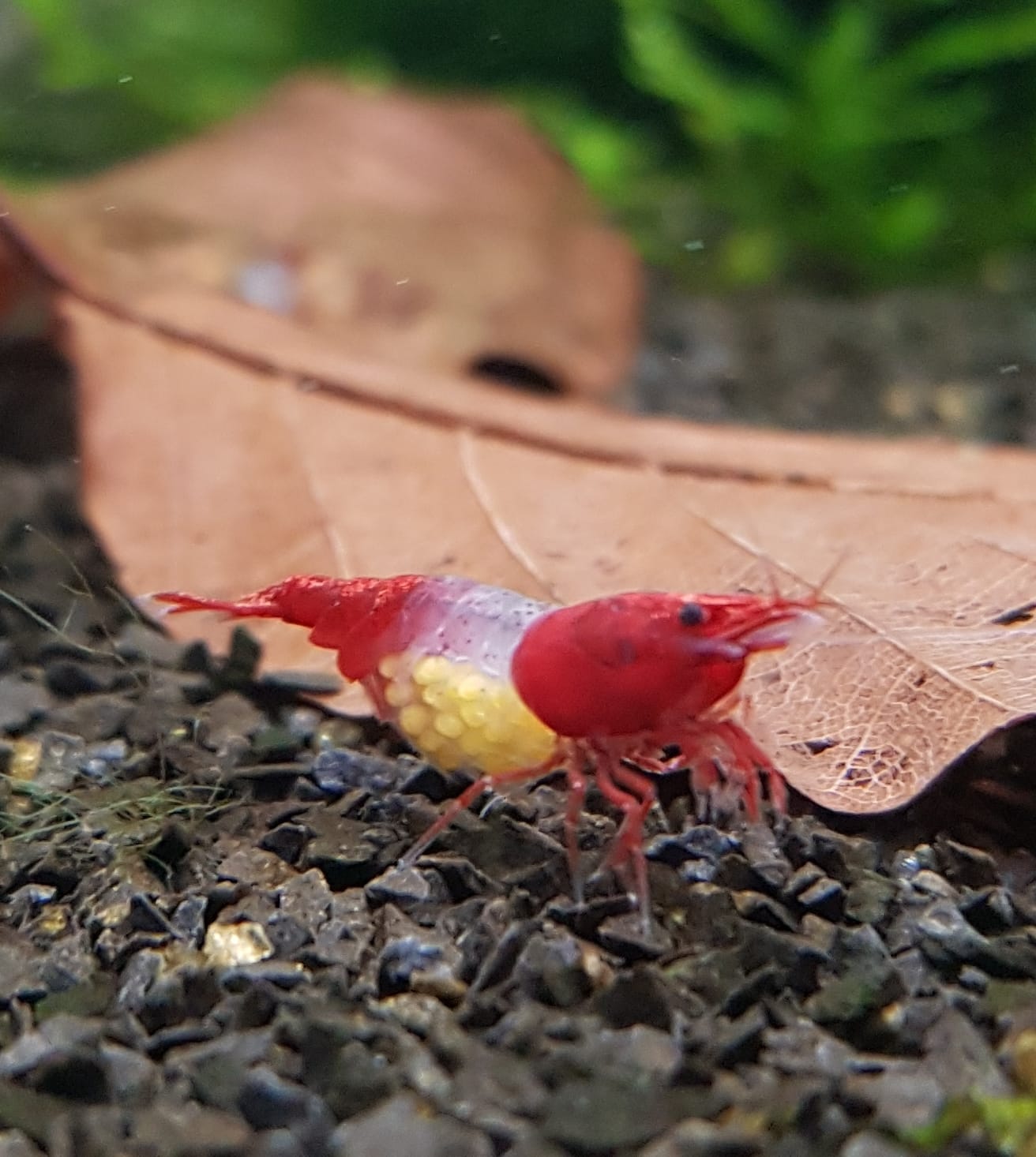 Wirbellosenzucht - Red Rili